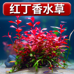 �~���쾰��������ˮ��ֲ�������ݼt�����B�~����ˮ��ֲ���~��