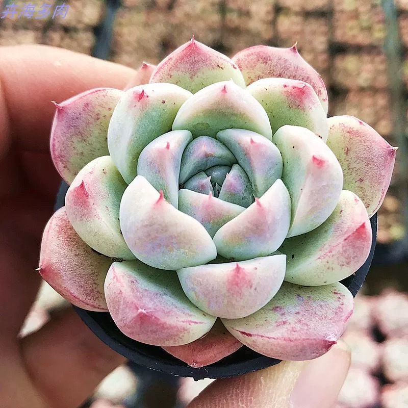 (국산품) 알바뷰티 4~5cm (플라스틱 화분에 심어 배송)