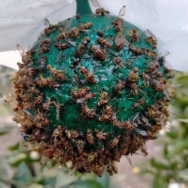 Stick insect ball cucumber fruit fly sticky trap bee trap wasp color attractant fruit fly trap dual-sided yellow cardboard