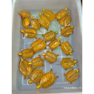 枯叶龟观赏龟夏季饲养指南与活体购买推荐