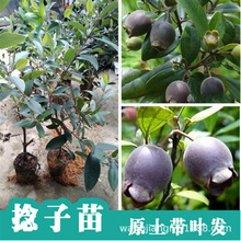 桃金娘种苗仲尼山菍多莲桃舅娘当泥稔子树种籽当梨根豆稔乌肚子种