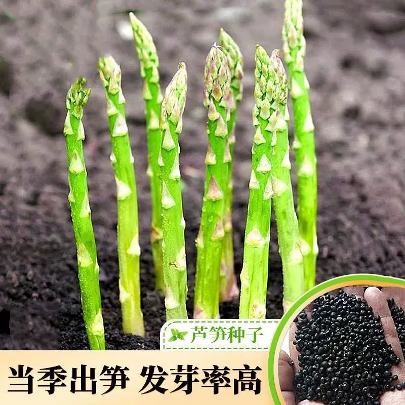Аутентичные семенной фабрики спаржи оптом четыре сезона посев Овощной король зеленая спаржа семян высокий растительный горшок