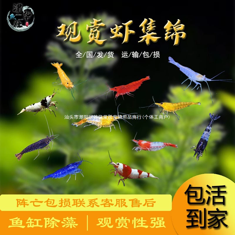 Черные ракушки, декоративные креветки, пресноводные живые травяные резервуары, маленькие креветки, желтый рис, чрезвычайно популярные кристаллические креветки с вишневым цветком, средство для удаления водорослей, домашние животные