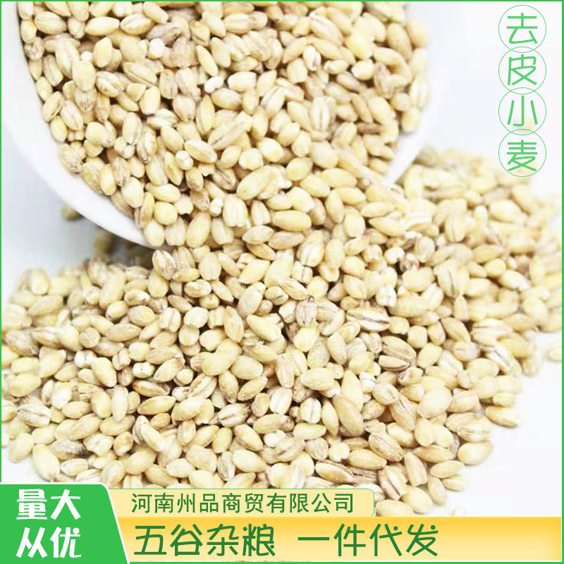 Seasonal New Stock Peeled Barley Farmhouse Home-Produced Shelled Fresh Wheat Grains Coarse Grain Porridge Mixed Grains One Piece Dropshipping