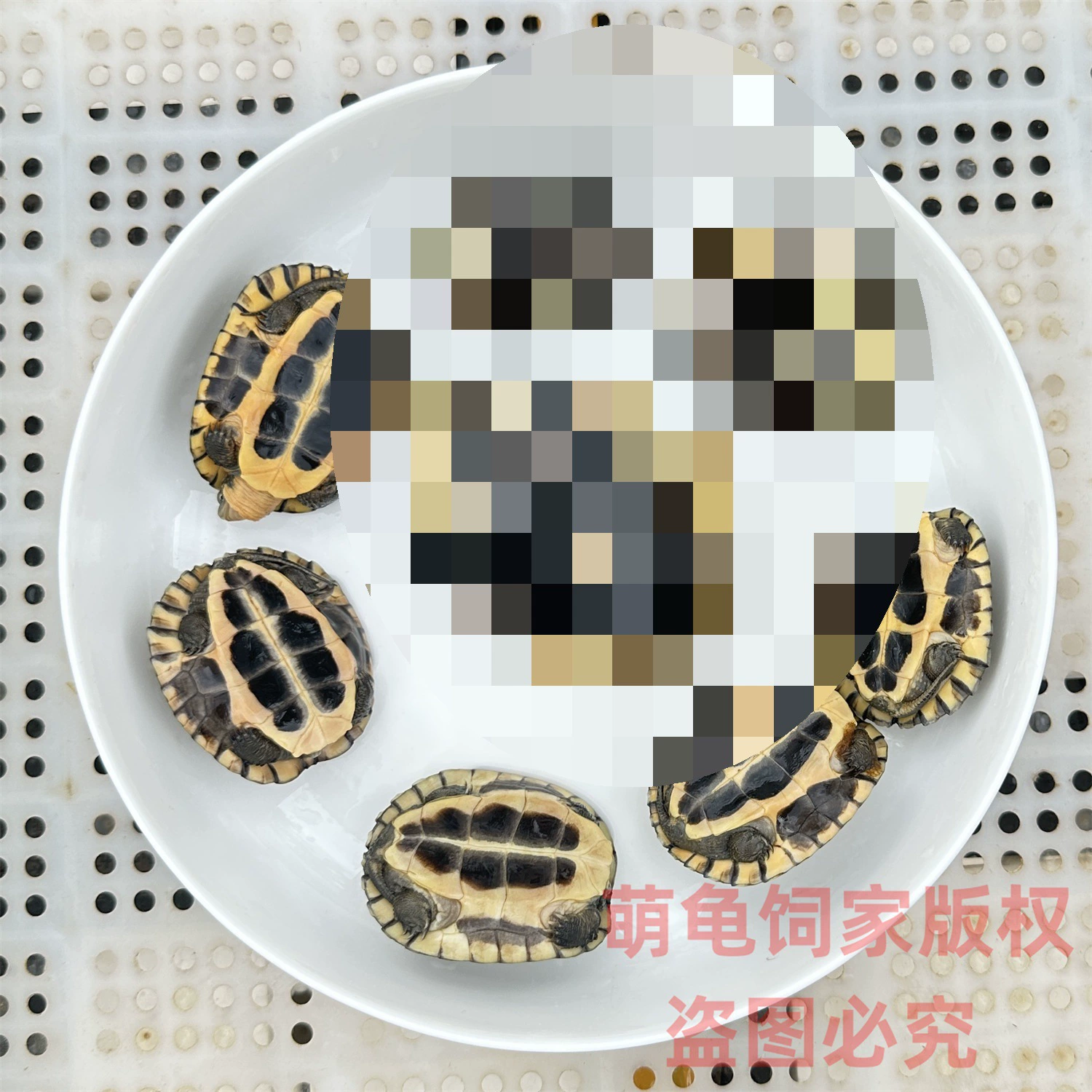 金钱龟活体龟观赏网红小乌龟长寿情侣龟南石金钱龟小青宠物龟