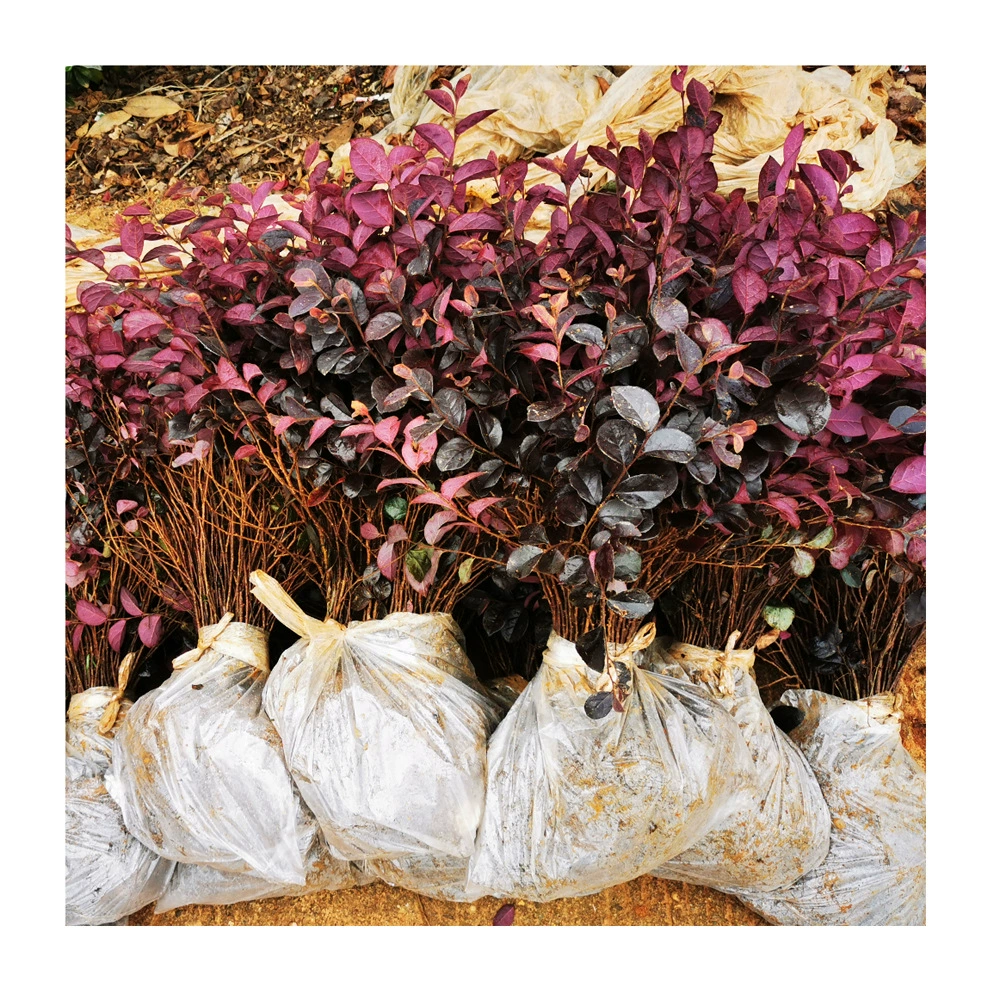 Проект посадки саженцев в голый корень красных лилий и красный цветок в соответствии с деревянным цветовым блоком продается самостоятельно в питомнике для муниципальных дворов.