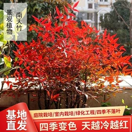 盆栽;猫砂;猫猫零食