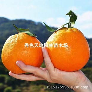 ���θ����Ĵ��������J�����ָ��紺Ҋ�����粻֪������箔��Y��