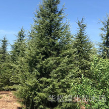 ѩɘ@쾰ͺͺļͥԺeGؘľɘ