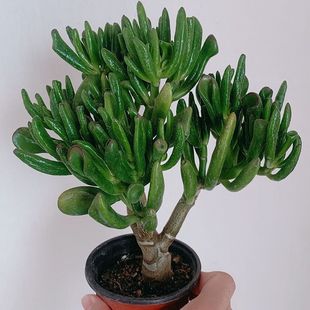 Money-Absorbing Trees, Succulents, Wealth-Gathering, Town House Balcony Trees, Prosperous House Indoor Seedlings, Old Pile Changzhen