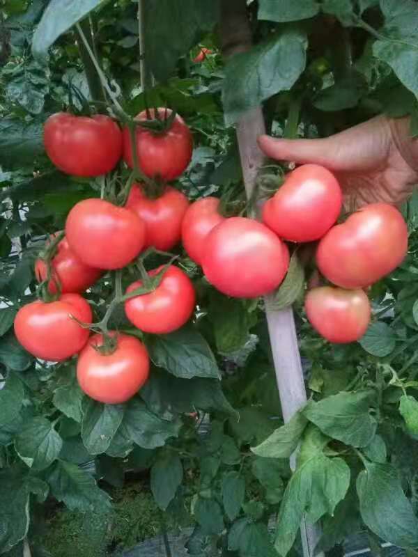 微信图片_20210618074948毛粉802