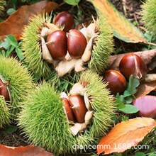 板栗树苗嫁接果树苗盆栽地栽南方北方种植大红袍板栗子树果树果苗