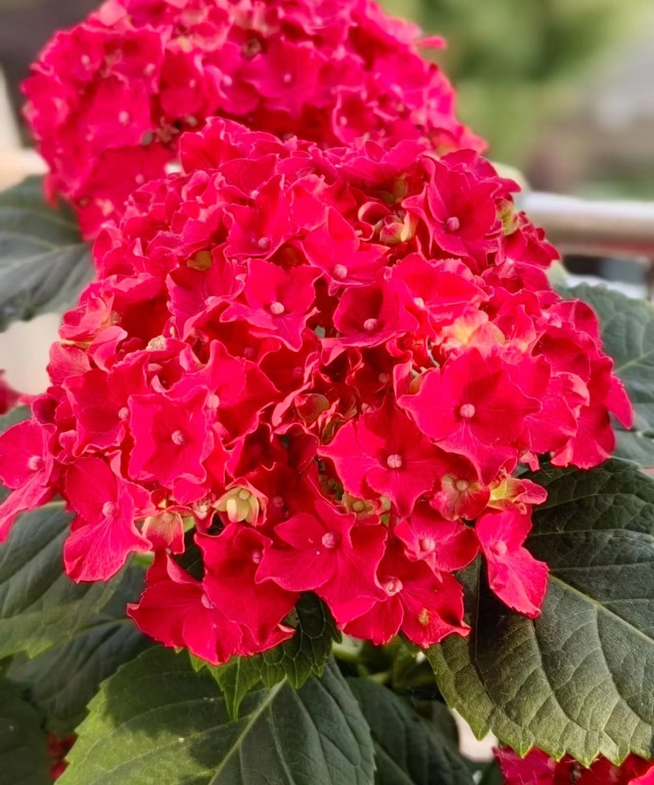 특등급(레드퀸) 1.5 플러스 세면대 높이 20-35cm₩39.9 세면대 포함