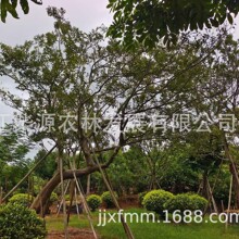弯曲朴树 斜飘朴树 造型朴树弯杆朴树飘逸朴树异形朴树异型朴树