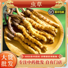 冬虫夏草批发虫草干货藏区虫草无断条冬虫夏草西藏挑选虫草代发