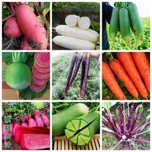 萝卜种子组合甜脆型水果萝卜种籽红心红皮春秋四季蔬菜种子