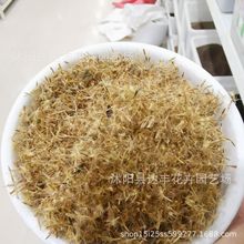 甜叶菊种子批发多年生草本植物种子 适应性强 基地直发 量大从优