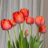 Tulip ball hydroponic flower plant indoor flower four seasons flowering seed potted flower seedling soil cultivation water cultivation good work