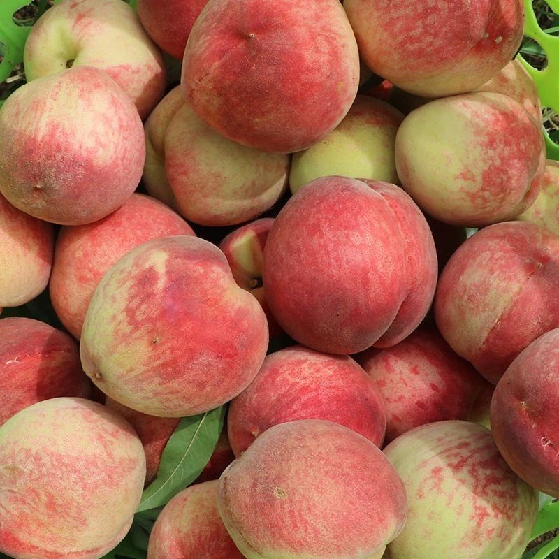 농가고목생태재배-준비재고-박스포함 2.5kg팩[단일과일 120g부터]핫세일