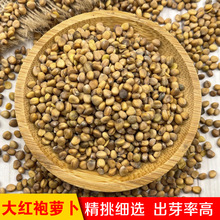 lѿütUˮ}t ˮ}ѿϷN˟o