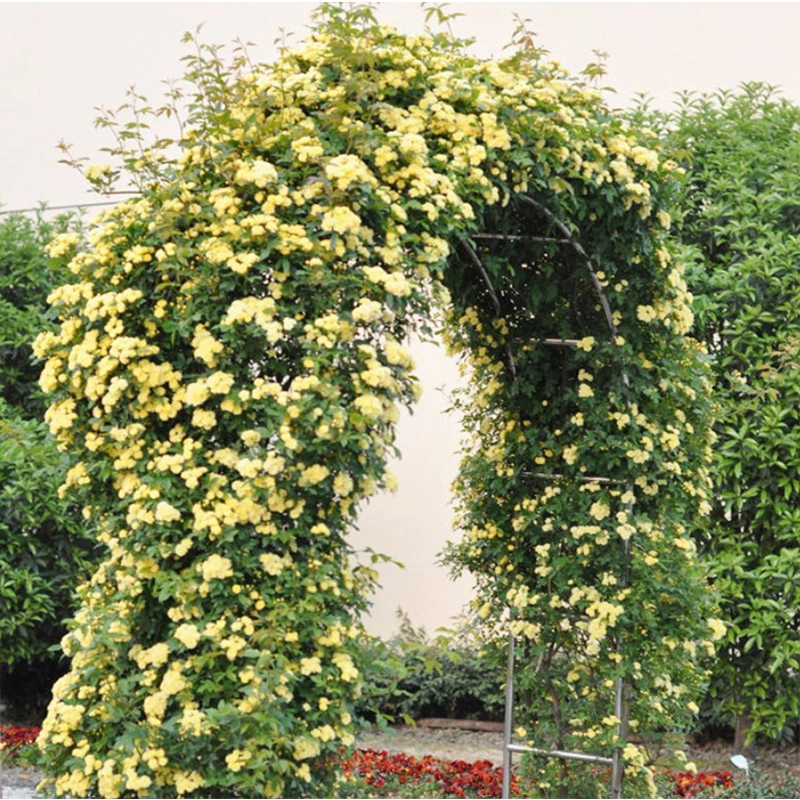 Оптовая продажа древесных ароматных саженцев желто-белых древесных ароматов цилиан десять миль ароматов виноградной лозы