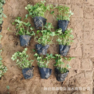 Wholesale Snakeberry Perennial Ground Planting Greening Project Balcony Courtyard Snakeberry Seedlings Greening Ground Cover Seedlings Snakeberry Flowers and Plants