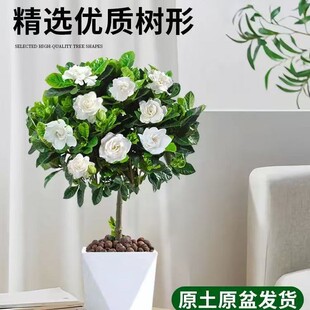 ���U�d�ӻ������ļ��_���҃�ˮ�໨��ֲ����~�Ϙ�����������Gֲ