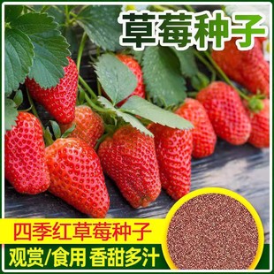 ���w�����l��ݮ�N�� ˮ���N�� �̨ͥԺ�����ļ����߲��Ѯ���Y��