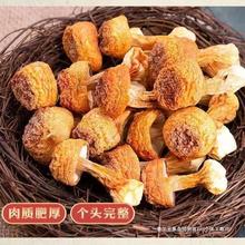 姬松茸干货500g干货云南特产食用甄选胫骨蘑菇巴西菇无熏硫批发
