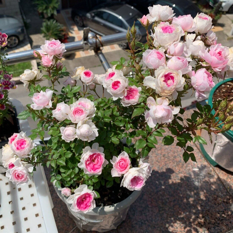 Миниатюрное розовое растение в горшке для балкона, компактное и цветущее всесезонное цветочное растение.