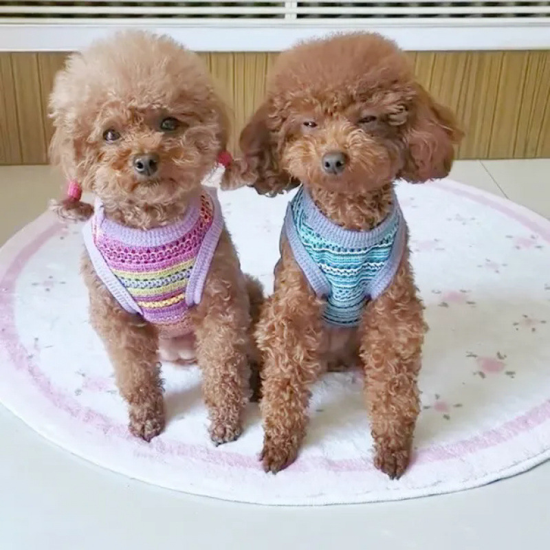 Ropa para perros mascotas gatos Teddy Boomerang pequeña princesa encantadora que oso hueco chaleco encantador puede ser traído