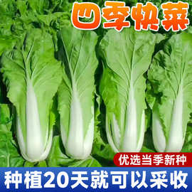 一件代发奶油快菜种籽种子紫小白菜四季耐寒速生阳台盆栽蔬菜种籽