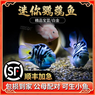 �����W�^�~���w�������~��ˮ�^�p�~���{�W�^�׻��W�^�����{����