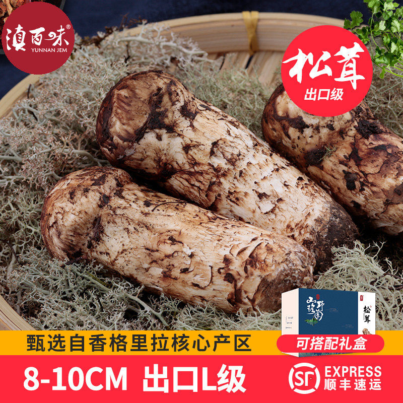 2025新鲜松茸8-10cm松口蘑云南特产香格里拉鲜松茸蘑菇500g非干货