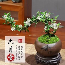 六月雪盆景悬崖红花茶桌禅意室内窗台小绿植物办公室茶几桌面盆栽