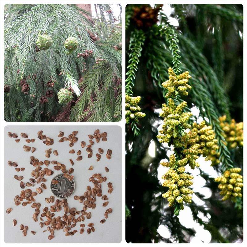 新采柳杉种子刺杉种子长叶孔雀松 绿化行道林木苗木植物树种子