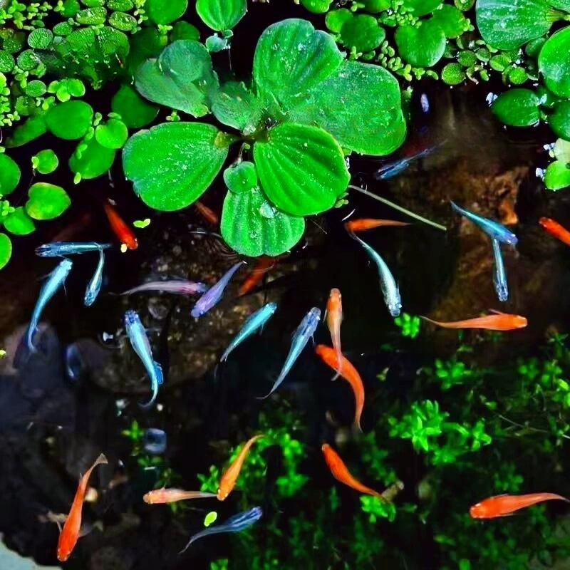 Смотрите на рыбку-гоби и кормите ее, не окисляя декоративную рыбу. Маленькие личинки кои в экологическом резервуаре для рыбоводства.