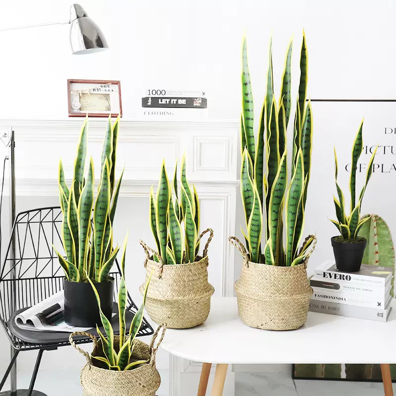 跨境仿真多肉室内花卉热带沙漠绿植金边虎皮兰龙舌兰高仿真