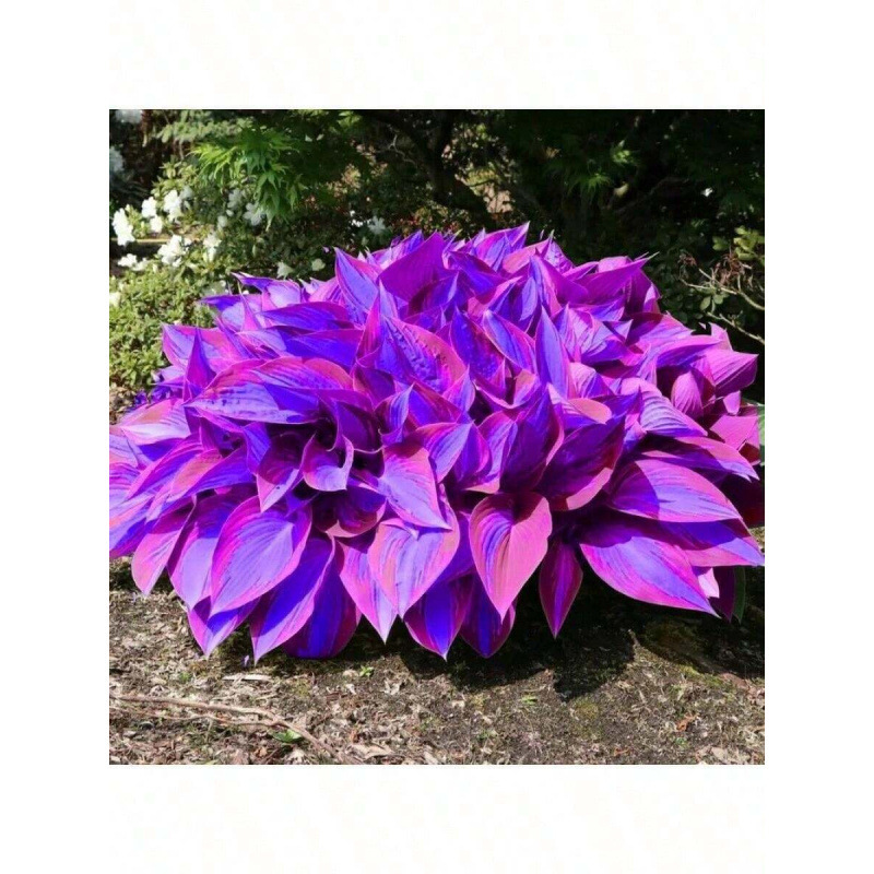 H 78818 Hosta Flower Seeds Hosta Flower Garden Seeds Cross-Border Aliexpress Amazon