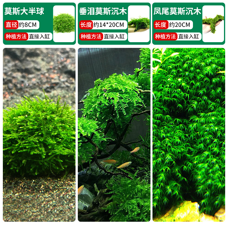 이끼 반구 + 울고 있는 이끼 가라앉은 나무 + 봉황꼬리 이끼 가라앉은 나무 [클래식 조합❤훌륭한 가치]