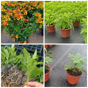 橙钟花 红钟花 中山花境素材基地 花期长易种好养 多季节开花-阿里巴巴