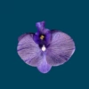 Purple, small, 9.5cm