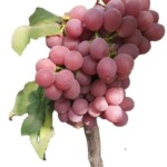 厂家长期供应出口红提red grape  克伦生