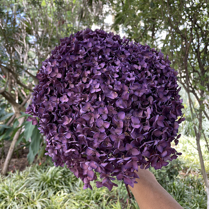 Yunnan Anna Hydrangea Flower Wholesale DIY Flower Preservation Flower Materiales de Regalo de Navidad