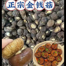 精选黑面金钱菇蘑菇剪根新货小香菇肉厚香浓特产冬菇散装干货