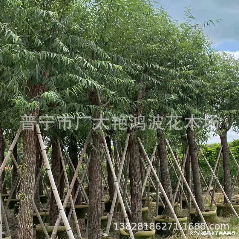 广东艳波苗木供应直柳垂柳小苗树苗速生柳树苗垂柳树苗园林绿化树