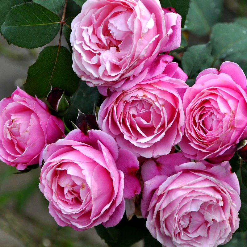 Ньюман Сестры Сестра Эманuelle Большие ароматные розы, рассада, балкон, коридор, четыре сезона, цветы в горшках, зеленые растения