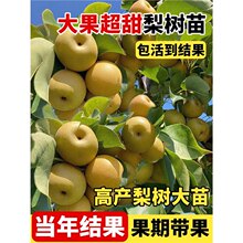 ���������ڼ޽�������ͥԺ�����ϱ����Nֲ�ش������͟��ͺ�����