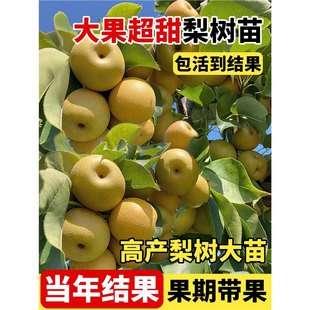 ���������ڼ޽�������ͥԺ�����ϱ����Nֲ�ش������͟��ͺ�����