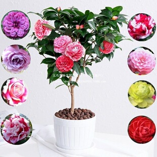 �����_��軨��ɽ�軨�����ɫ�軨�������ľGֲ��������õ�廨��